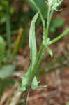 Smooth hawksbeard